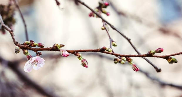 A csonthéjasok virágmoníliája