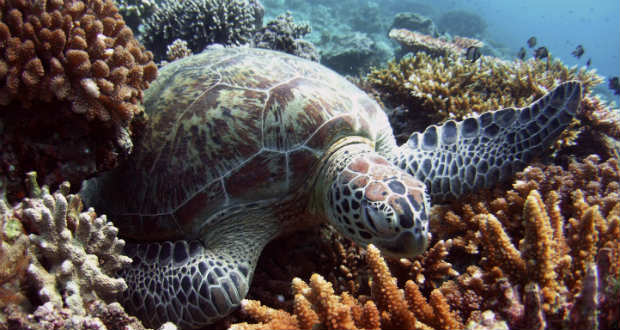 LED-es halászhálók segíthetik a tengeri teknősöket