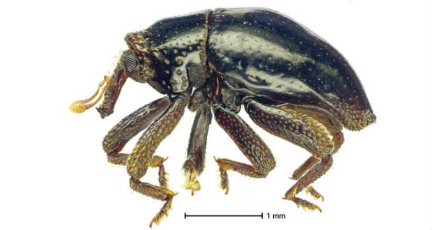 Csubakkának kereszteltek egy újonnan felfedezett bogarat