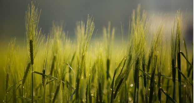 Ötezer éve főztek először sört Kínában