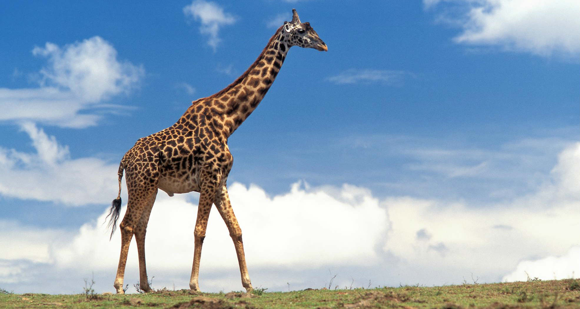 Megfejtették a zsiráf hosszú nyakának és szédületes sprintjeinek genetikai titkát