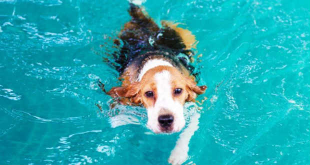Hőségriadó: így nem kap hőgutát a kutya