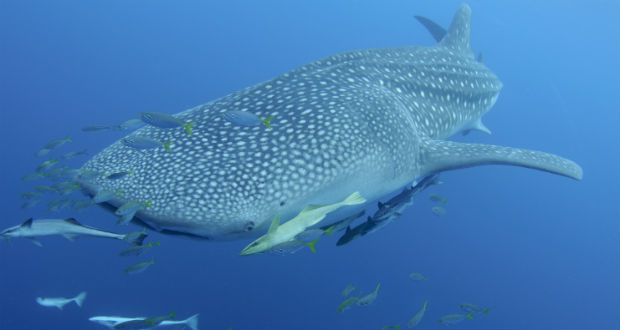 A cetcápa a merülés bajnoka