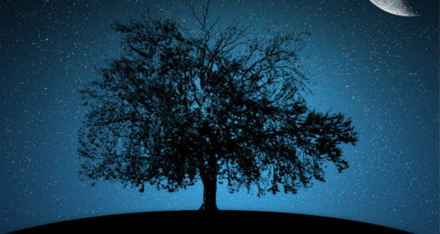 Először igazolták tudósok, hogy éjszaka alszanak a fák