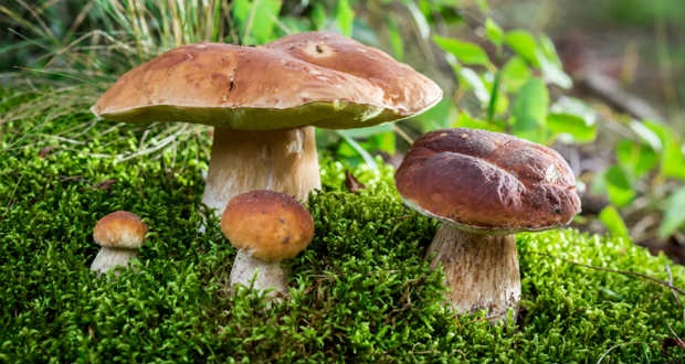 Kárpátalja ma: Ismét itt a gombaszezon!