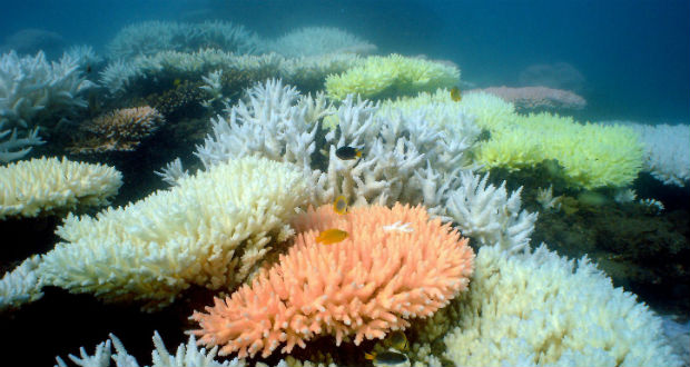 A tengeri hőhullámok halálos fenyegetést jelentenek a korallzátonyokra