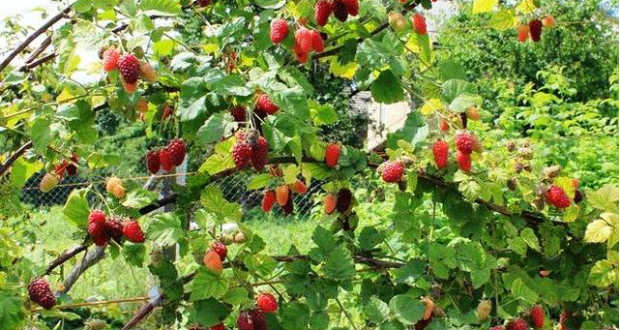 Ismerd meg te is a szedermálnát!