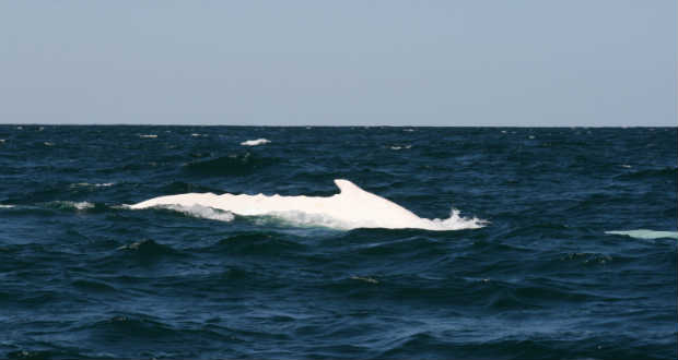 Fehér bálnát észleltek Ausztrália partjainál