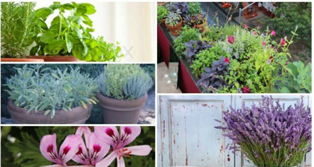 A legjobb szúnyogriasztó növények