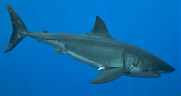 Nő a cápaészlelések száma Amerika keleti partjainál