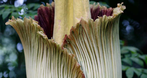 Élőben nézhették, hogyan virágzik az óriáskontyvirág