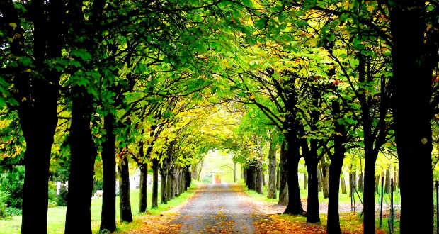 Radnóti Miklós: Május