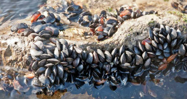 Megvan az első fertőző rák, amely fajok között ugrál