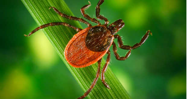 Amit a kullancsokról tudni érdemes