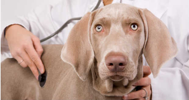 Kullancsok által okozott parazitózisok