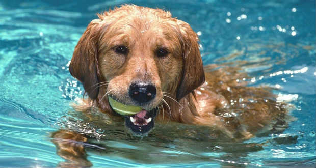 Kutya a kánikulában – Előzzük meg a baleseteket!