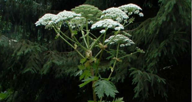 Súlyos bőrgyulladást okozhat a kaukázusi medvetalp