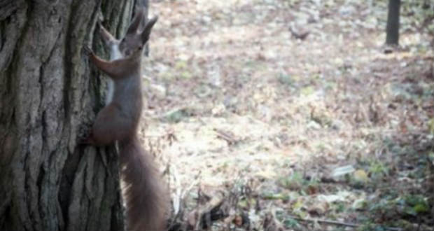 Elszaporodtak a mókusok Bustyaházán