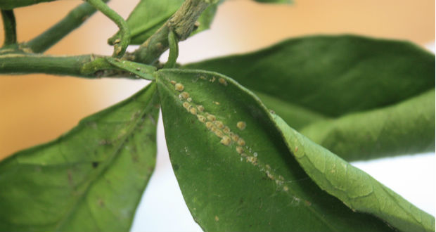 Pajzstetvek elleni védekezés