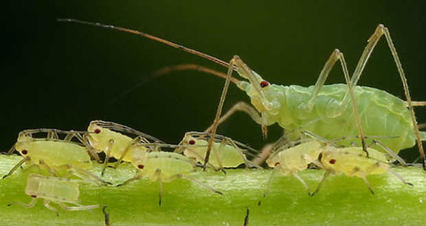 Kártevők az intenzív zöldségtermesztésben: A levéltetvek