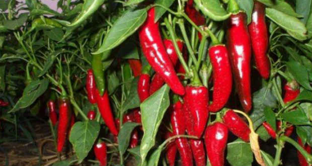 A fűszerpaprika szedése és feldolgozása