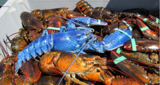 Egy a kétmillióból: világító kék színű rákot fogtak