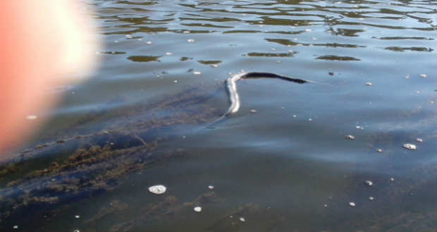 Nagyméretű vízisiklót láttak az Ung folyóban