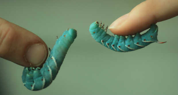 Feltérképezték az amerikai dohányszender génállományát