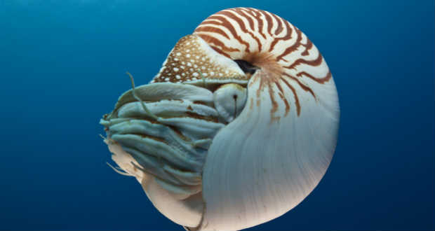 37 ezer éves kagylóékszereket találtak Kelet-Timorban