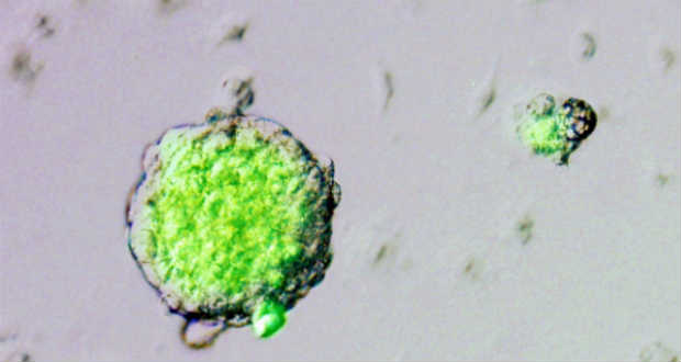 Csak akkor indul el a rák, ha minden feltétel adott