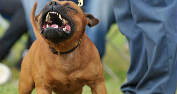 Magyar kutatók szerint a kutyák jobban félnek a férfiaktól, mint a nőktől