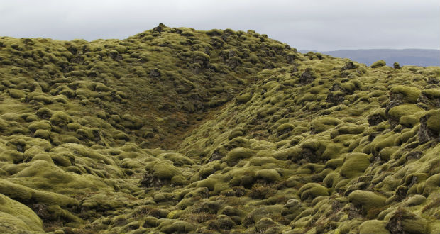 Ősi mohák segíthették az oxigéndús légkör kialakulását