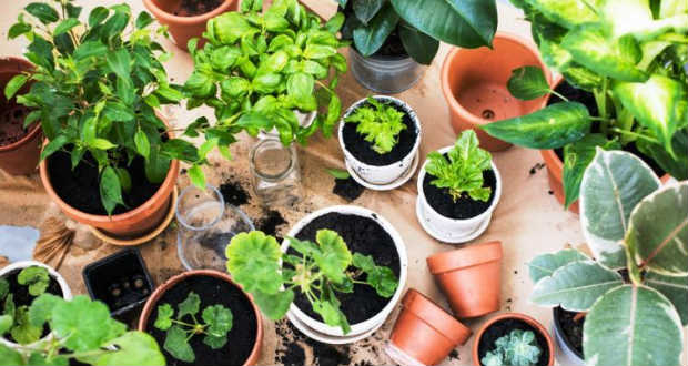 Növények, amelyek tisztítják a lakás levegőjét