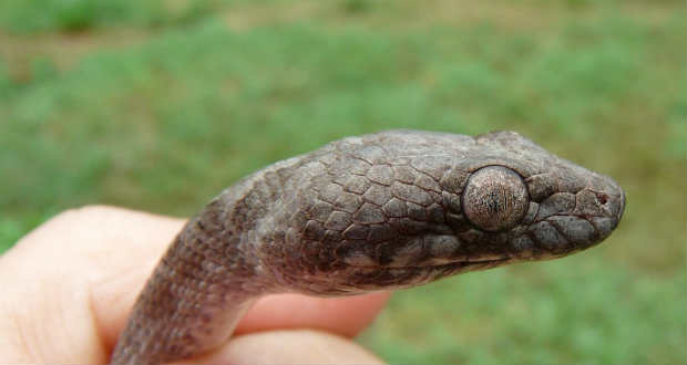 „Szellemkígyóra” bukkantak Madagaszkáron