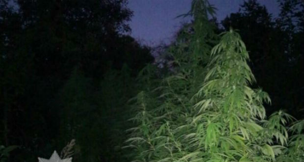 Kiskorú termesztett kendert Munkácson