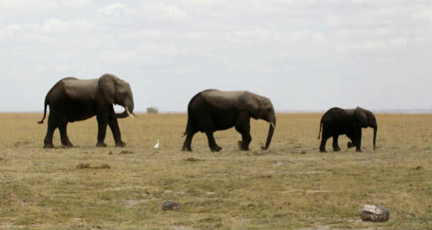 Az afrikai elefántcsontpiacok felszámolását sürgetik