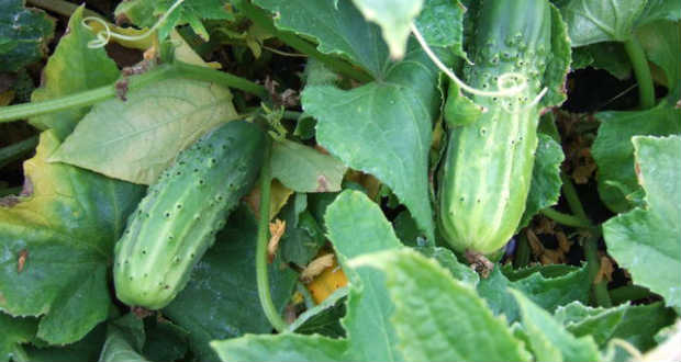 Az ősz a didymella fertőzésének ideje