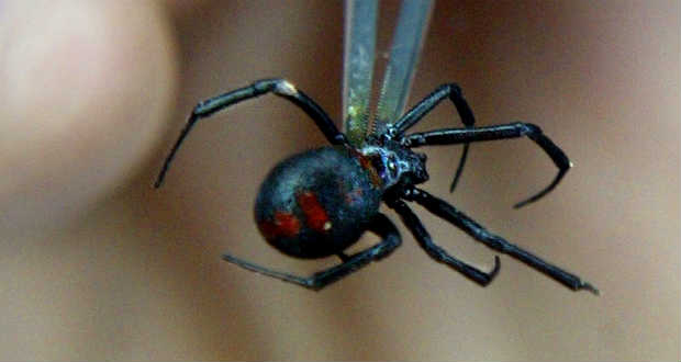 A fekete özvegy mérgével támad egy vírus