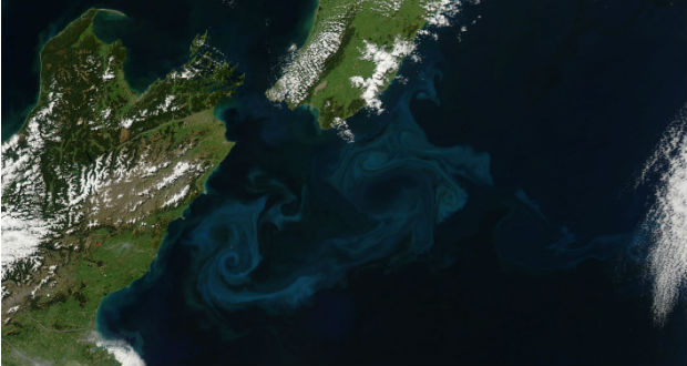 Algavirágzás árulkodik az óceán melegedéséről Új-Zélandnál