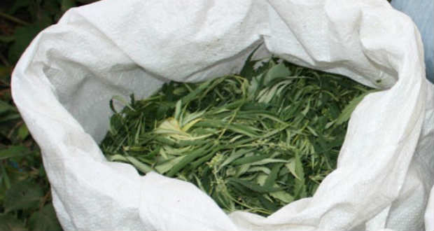 Két középiskolás árusított kábítószert Nagyszőlősön