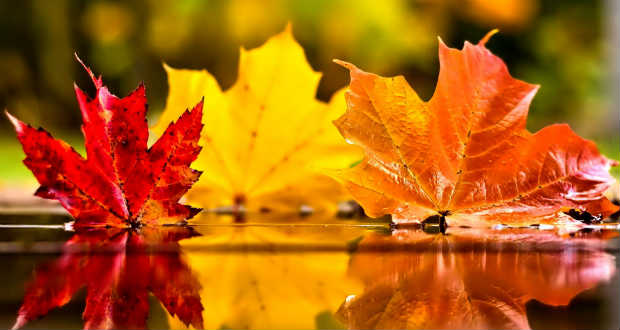 „…ha a lúd jégen áll” – Kalendárium