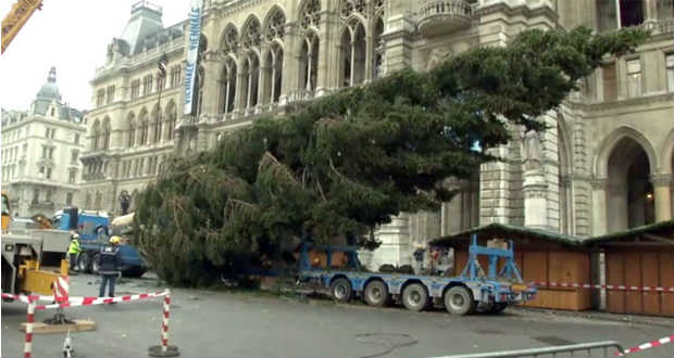 Felállították a karácsonyfát a bécsi Városháza előtt