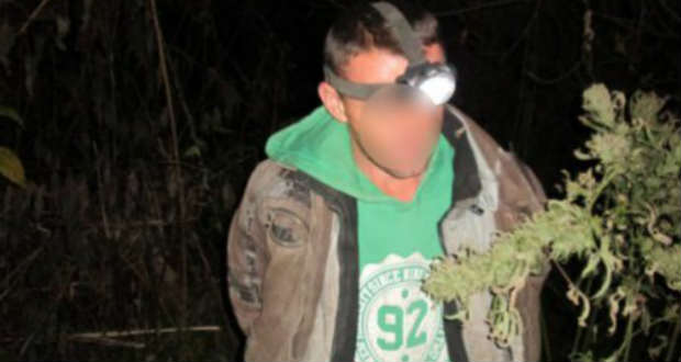 Kenderszüret közben érték tetten a termesztőt