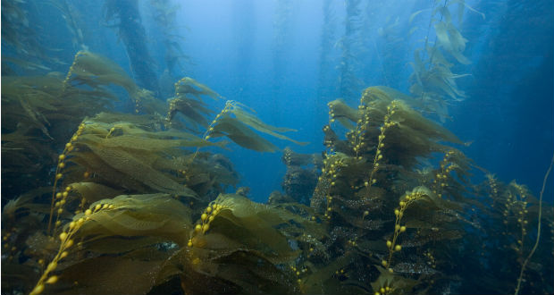 Halak pusztítják az ausztrál hínárerdőket