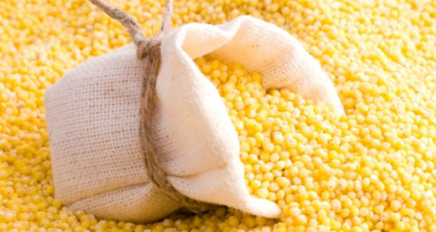 Az újraéledt köles