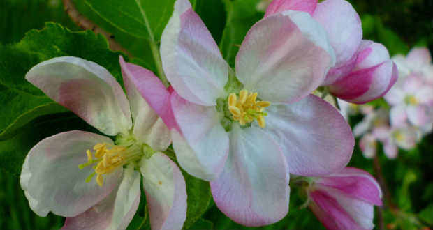 Tápanyag-utánpótlás a gyümölcsösben (II.): a mikroelemek jelentősége