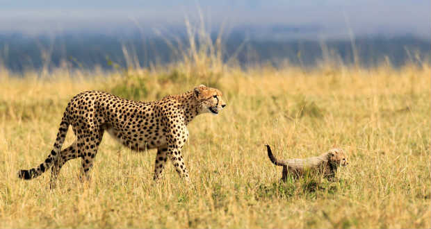 Drasztikusan csökken a gepárdok egyedszáma