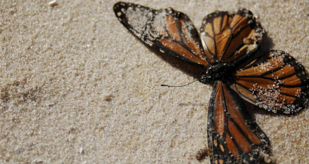 Füzesi Magda: FUIT…