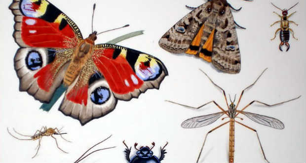 Óriási mértéket ölt a rovarfajok kihalása