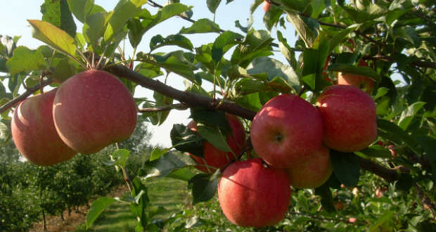Tápanyag-utánpótlás a gyümölcsösben: a makroelemek jelentősége